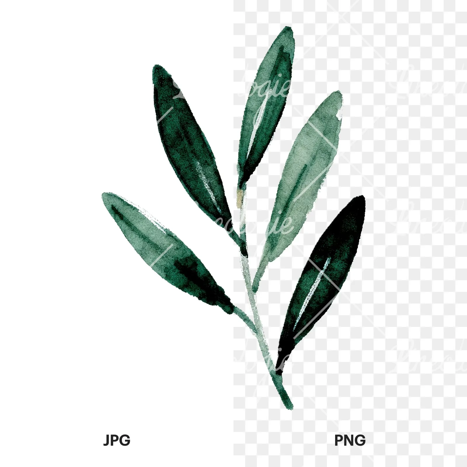 Watercolor olive branch with yellow olives clipart 9 of 9, as a JPG on white and a transparent PNG