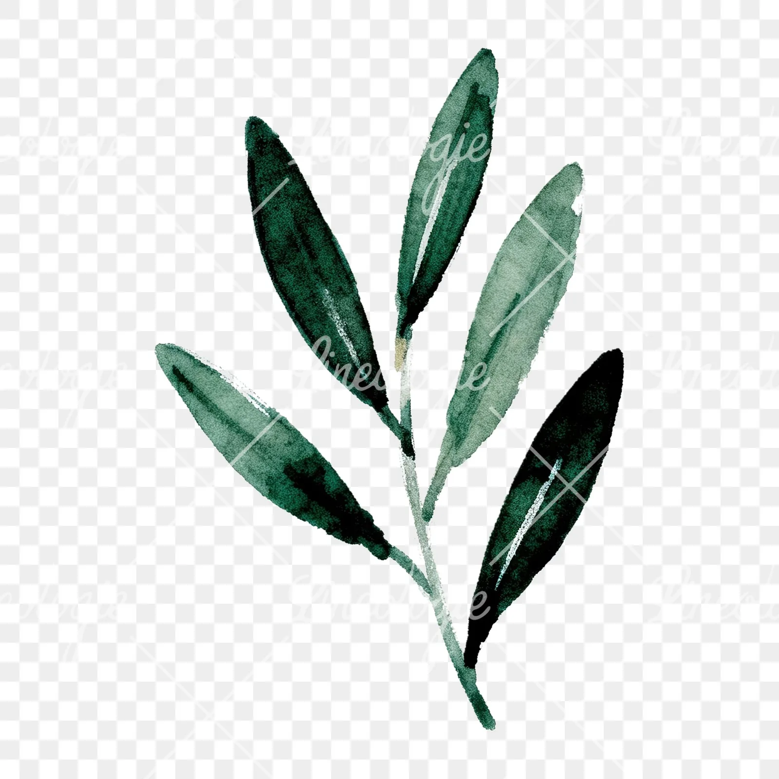 Watercolor olive branch with yellow olives clipart 9 of 9 on a transparent background (PNG)