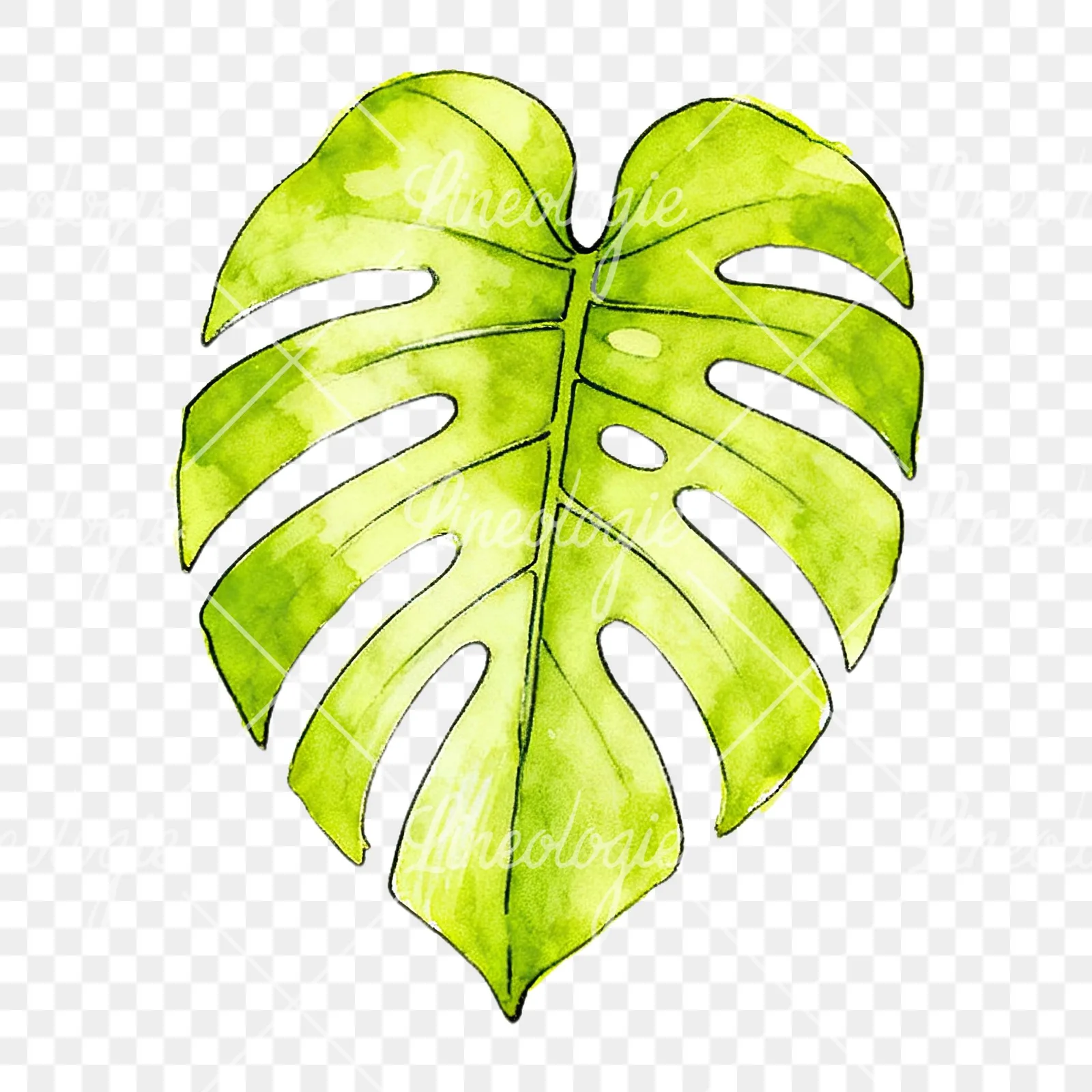 Watercolor philodendron leaf clipart 2 of 9 on a transparent background (PNG)