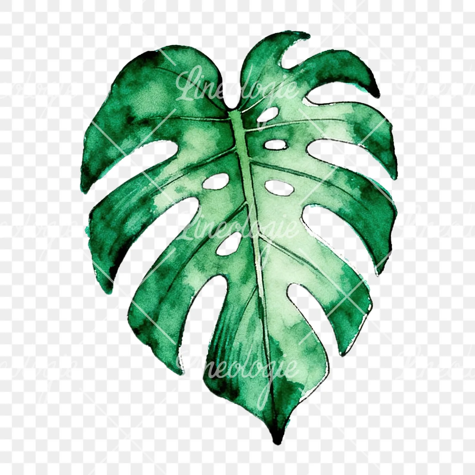 Watercolor philodendron leaf clipart 3 of 9 on a transparent background (PNG)