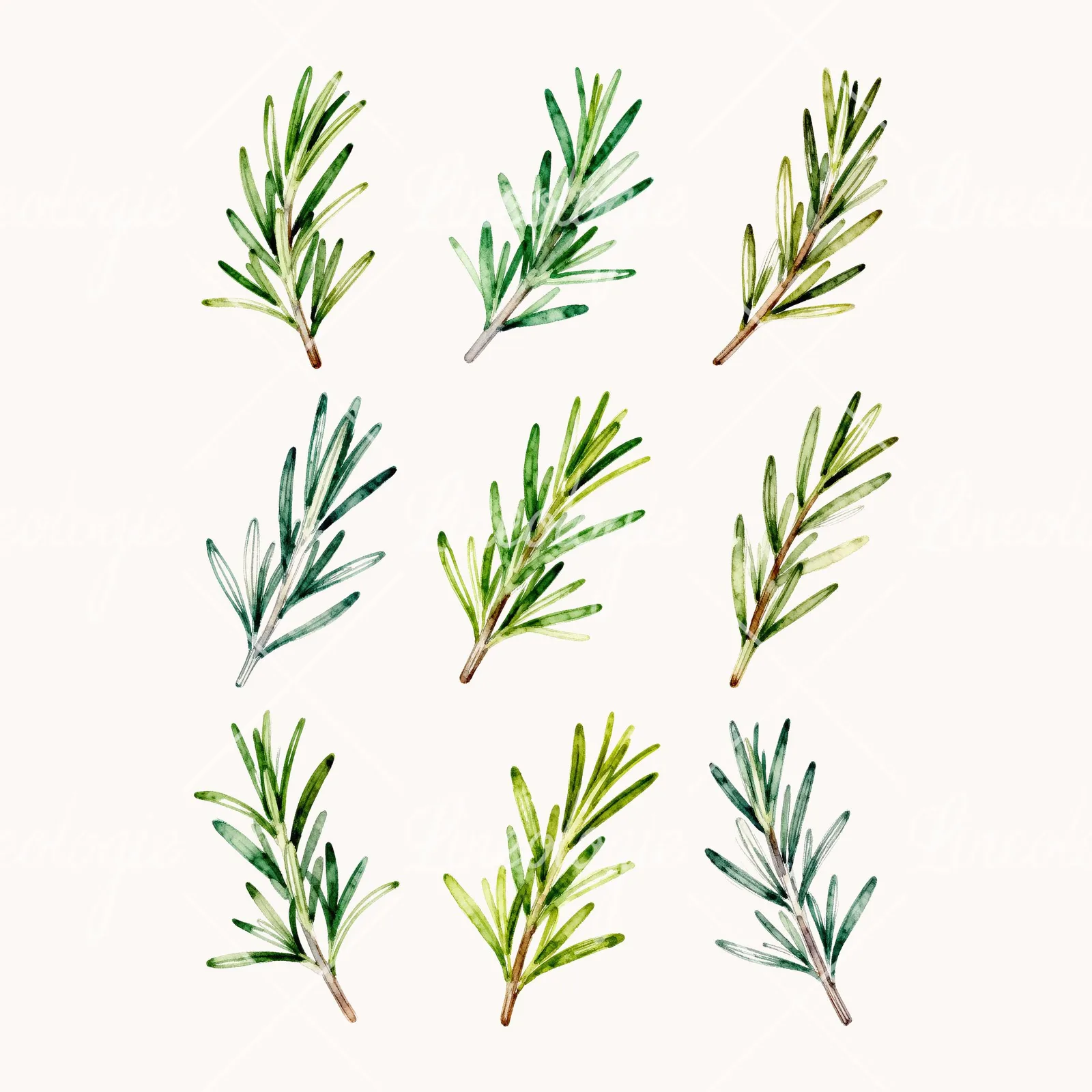 Watercolor Compact Rosemary Sprig Clipart, all 9 illustrations in the pack