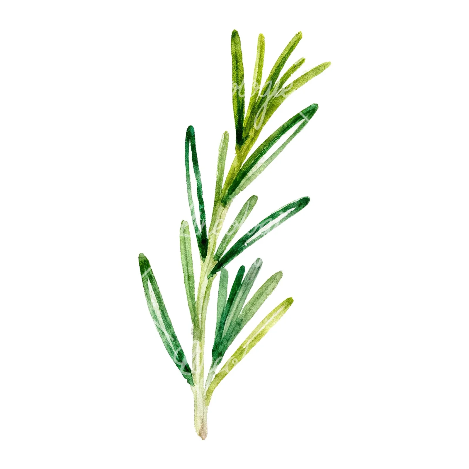 Watercolor muted tone rosemary sprig clipart 1 of 9 on a white background (JPG)