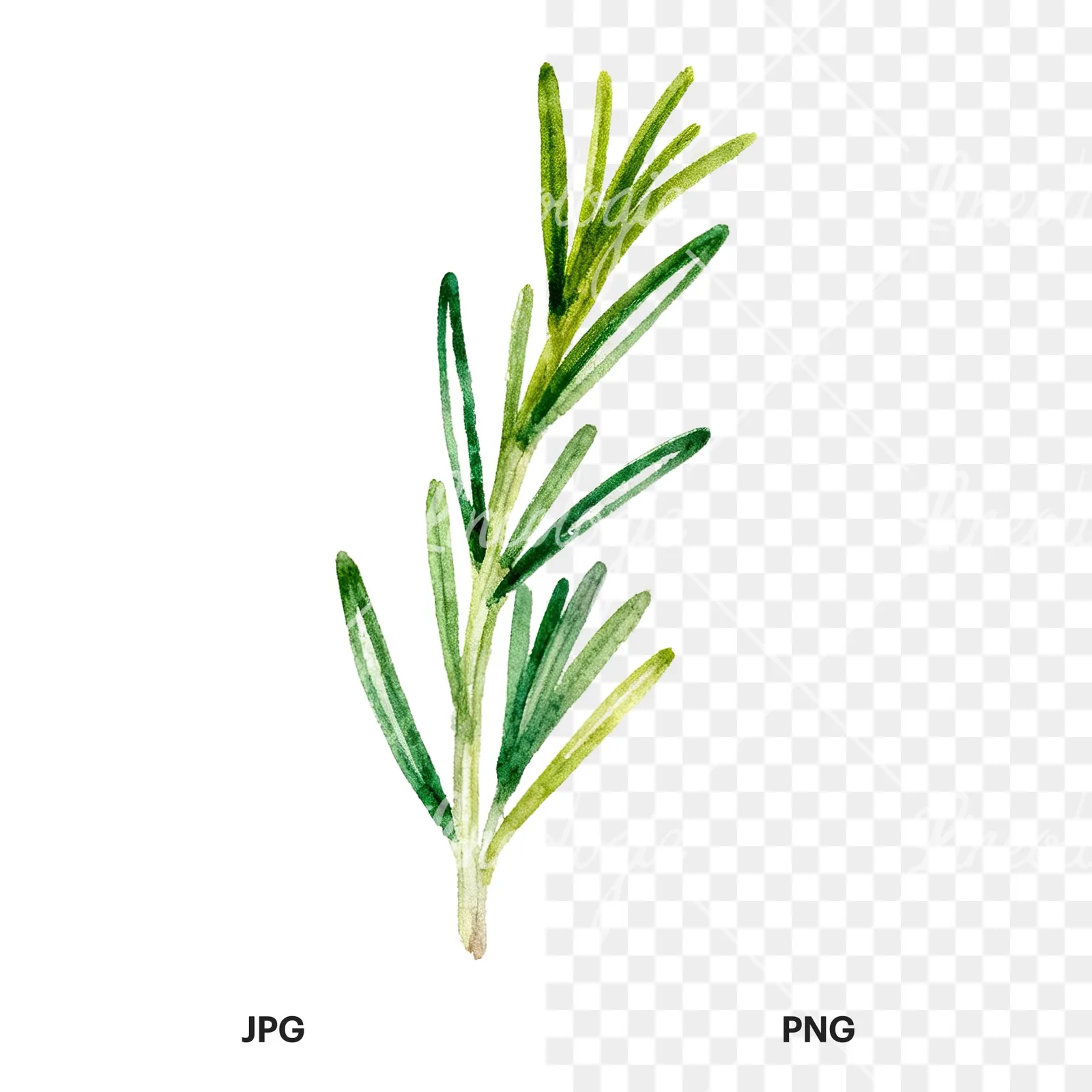 Watercolor muted tone rosemary sprig clipart 1 of 9, as a JPG on white and a transparent PNG