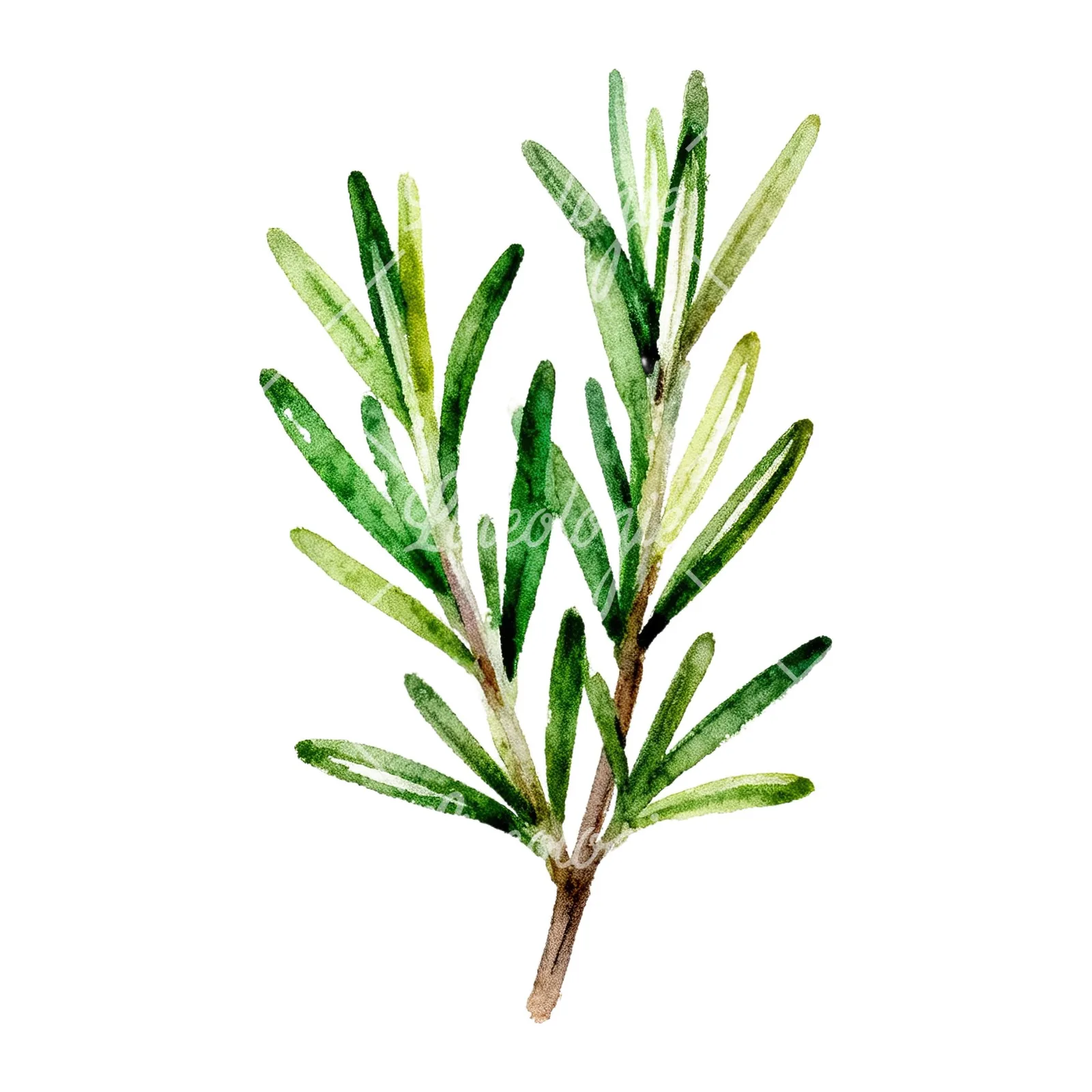 Watercolor muted tone rosemary sprig clipart 2 of 9 on a white background (JPG)