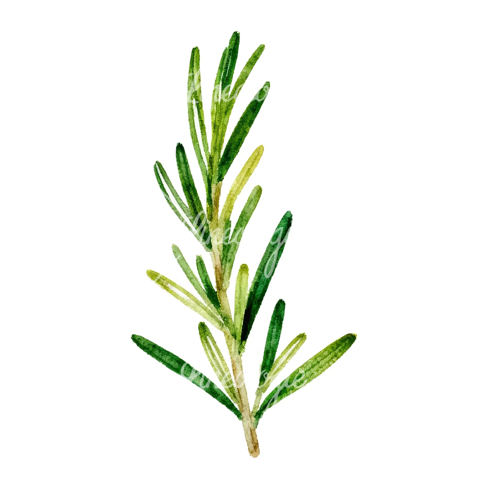 Watercolor muted tone rosemary sprig clipart 3 of 9 on a white background (JPG)