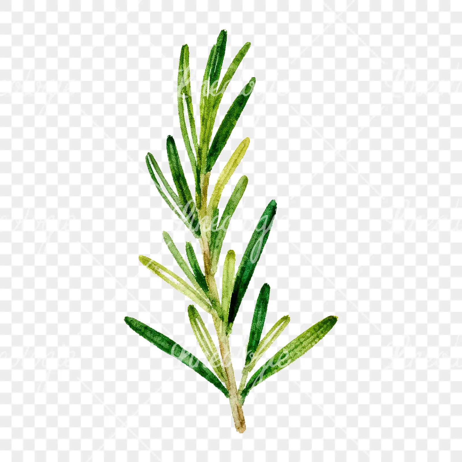 Watercolor muted tone rosemary sprig clipart 3 of 9 on a transparent background (PNG)