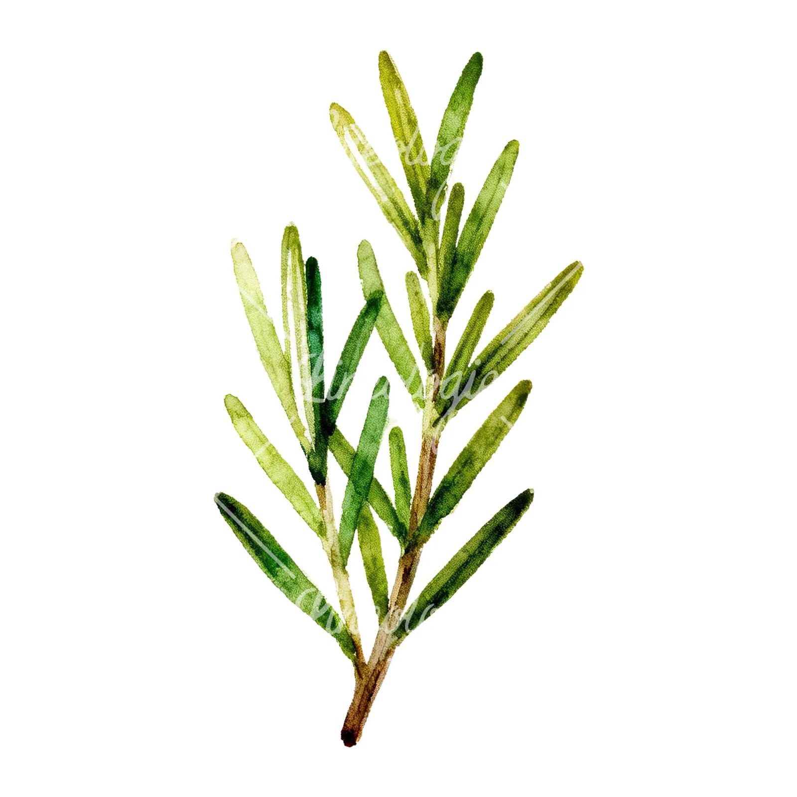 Watercolor muted tone rosemary sprig clipart 4 of 9 on a white background (JPG)