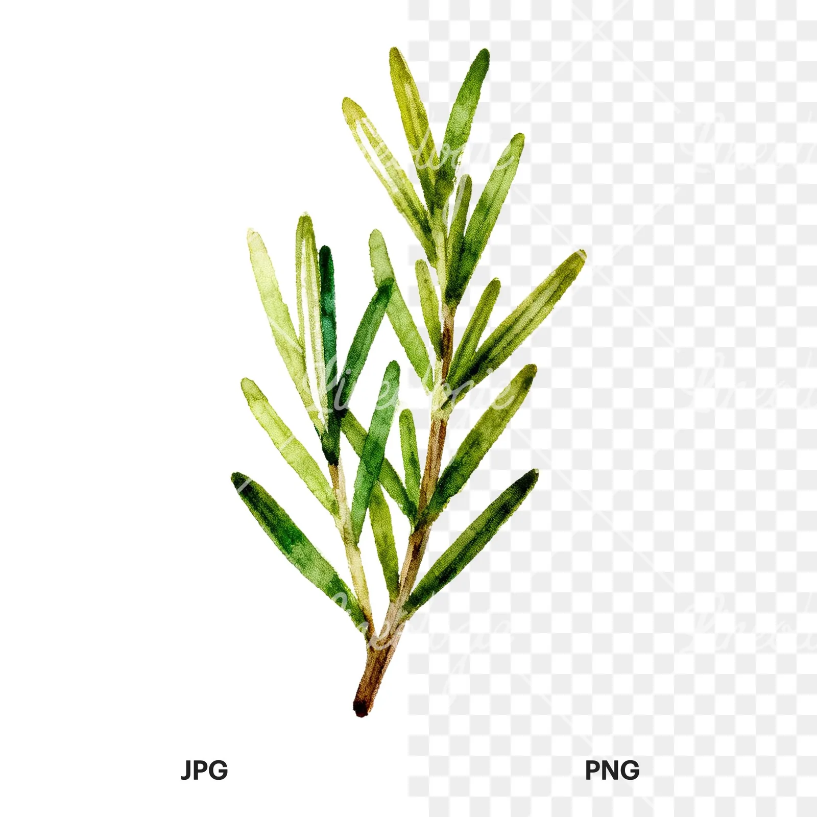Watercolor muted tone rosemary sprig clipart 4 of 9, as a JPG on white and a transparent PNG