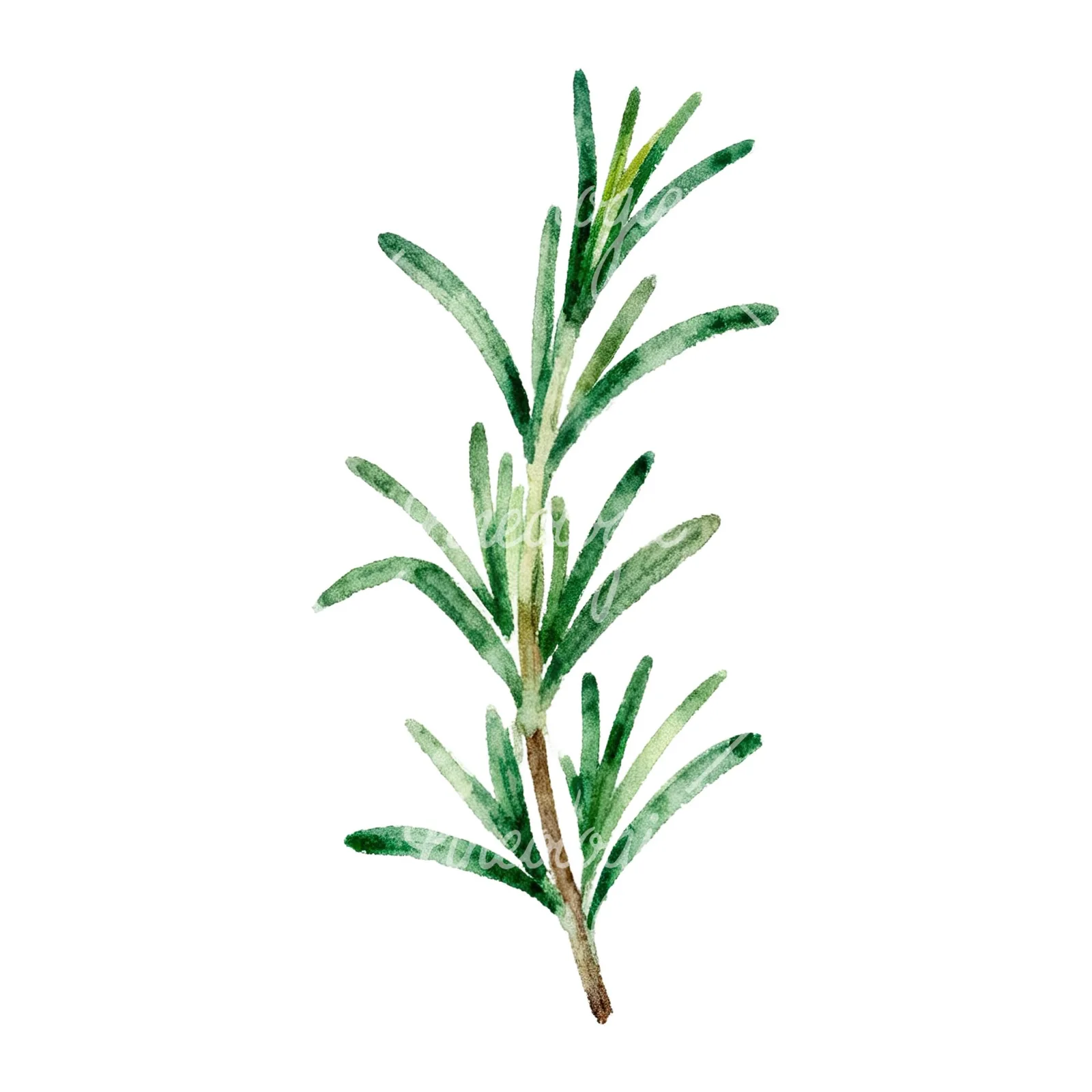 Watercolor muted tone rosemary sprig clipart 5 of 9 on a white background (JPG)