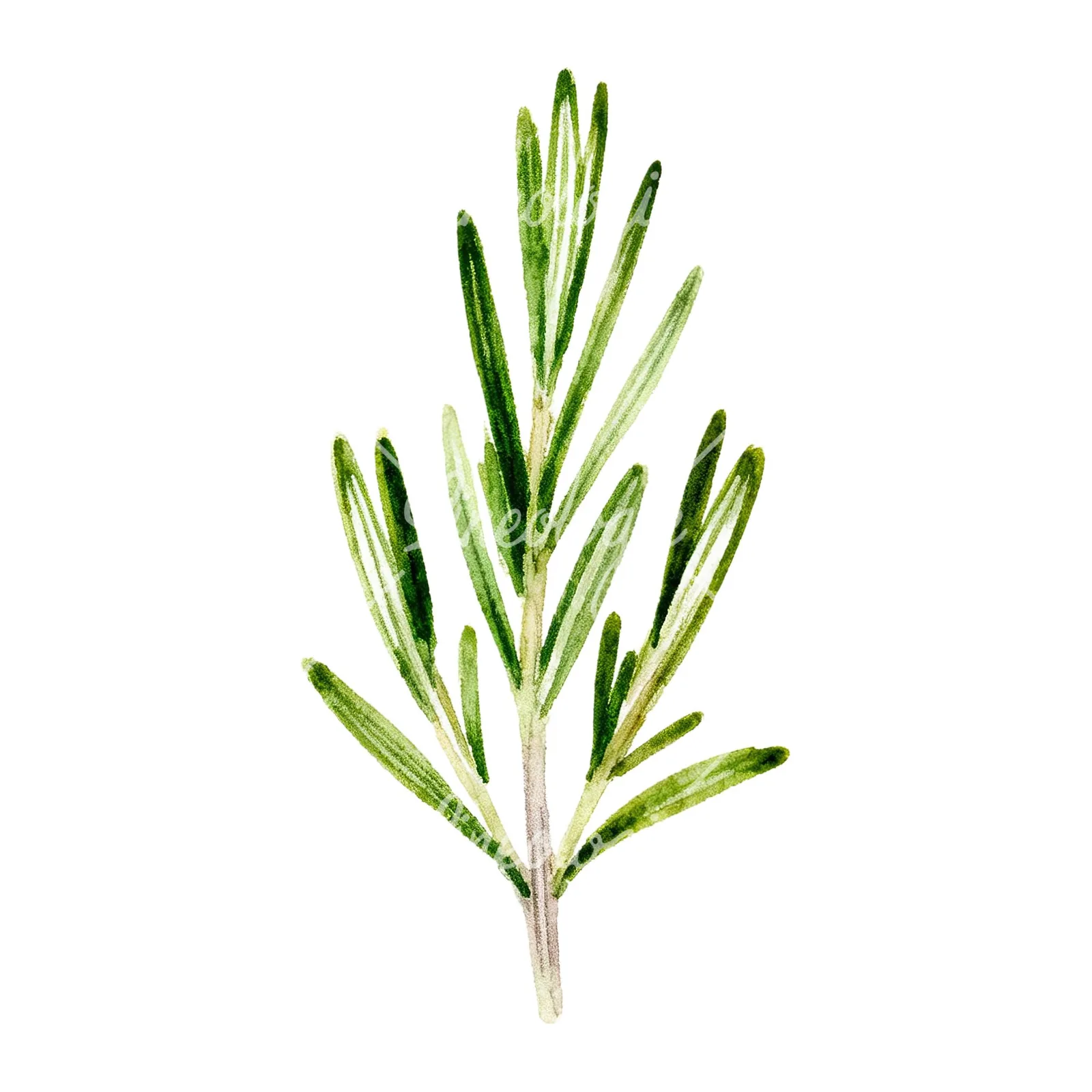 Watercolor muted tone rosemary sprig clipart 6 of 9 on a white background (JPG)