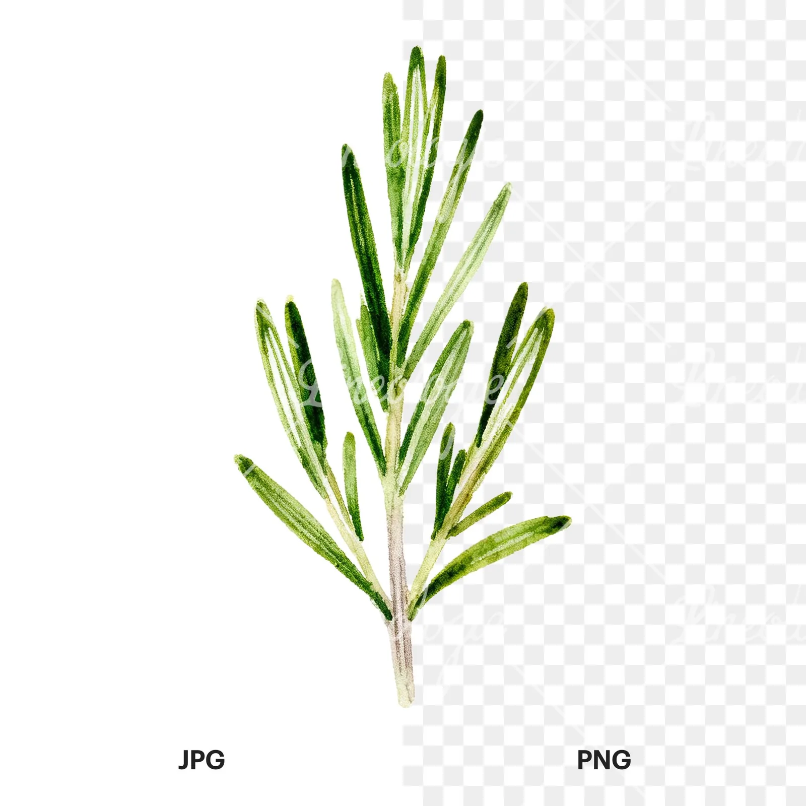 Watercolor muted tone rosemary sprig clipart 6 of 9, as a JPG on white and a transparent PNG