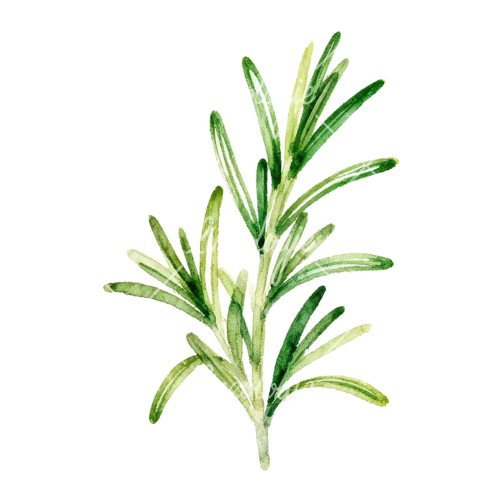 Watercolor muted tone rosemary sprig clipart 7 of 9 on a white background (JPG)