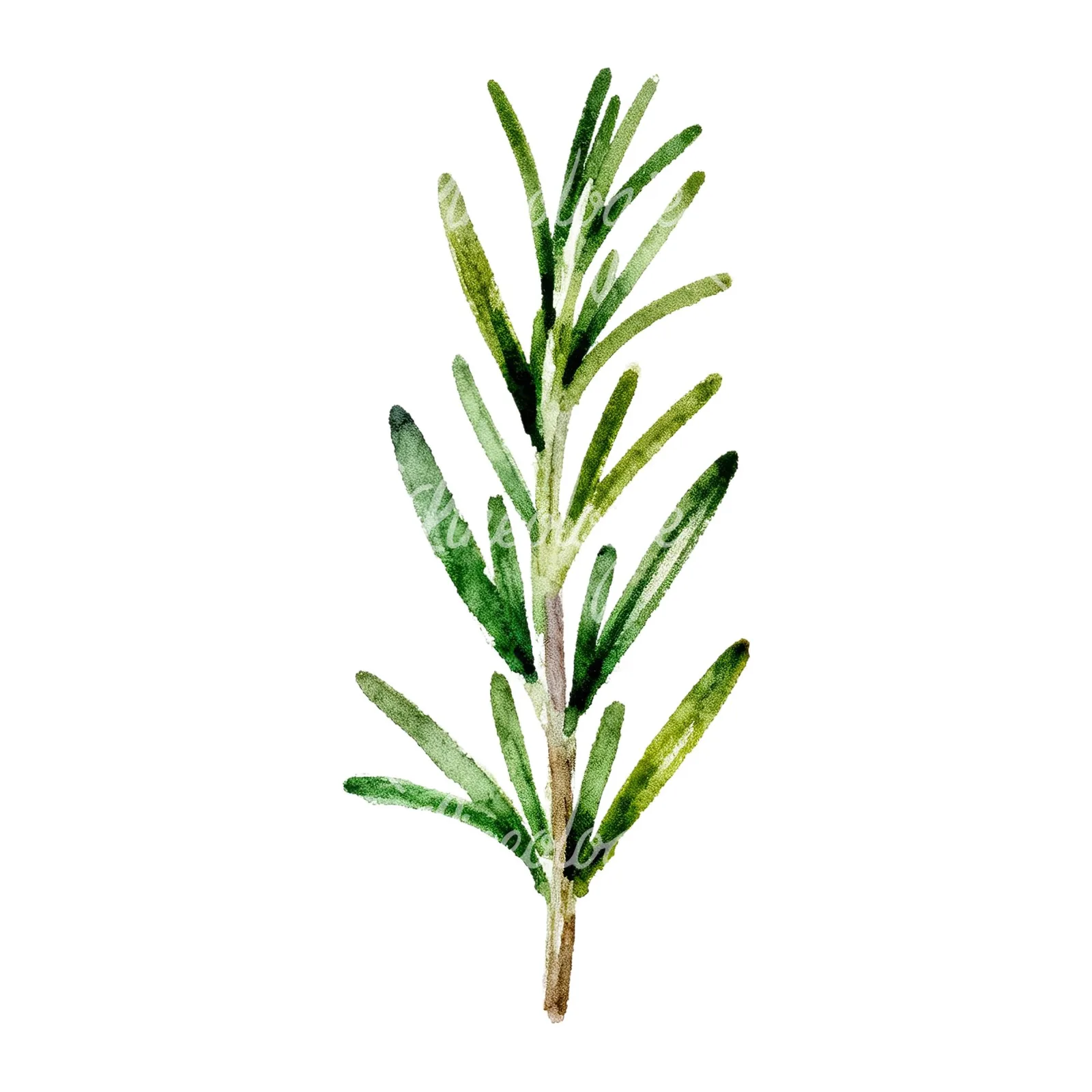 Watercolor muted tone rosemary sprig clipart 8 of 9 on a white background (JPG)