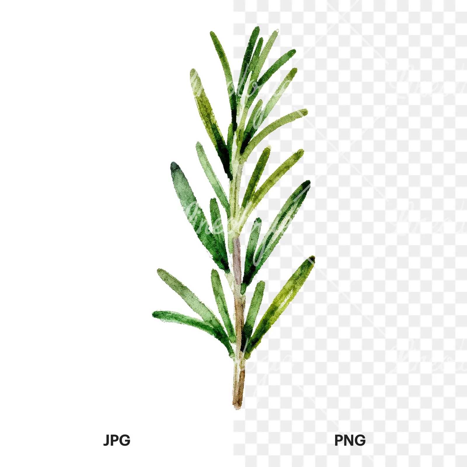 Watercolor muted tone rosemary sprig clipart 8 of 9, as a JPG on white and a transparent PNG