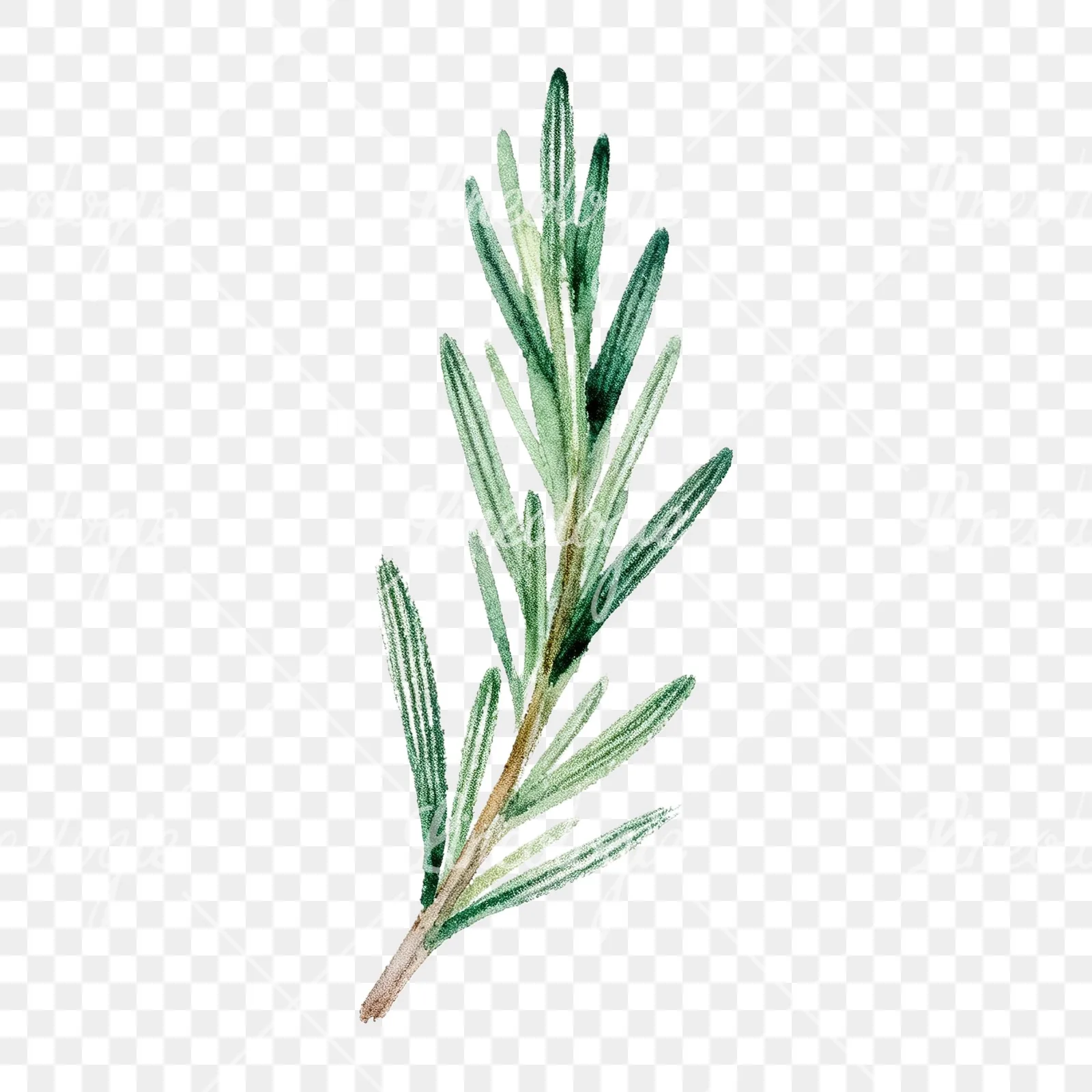 Watercolor muted tone rosemary sprig clipart 9 of 9 on a transparent background (PNG)