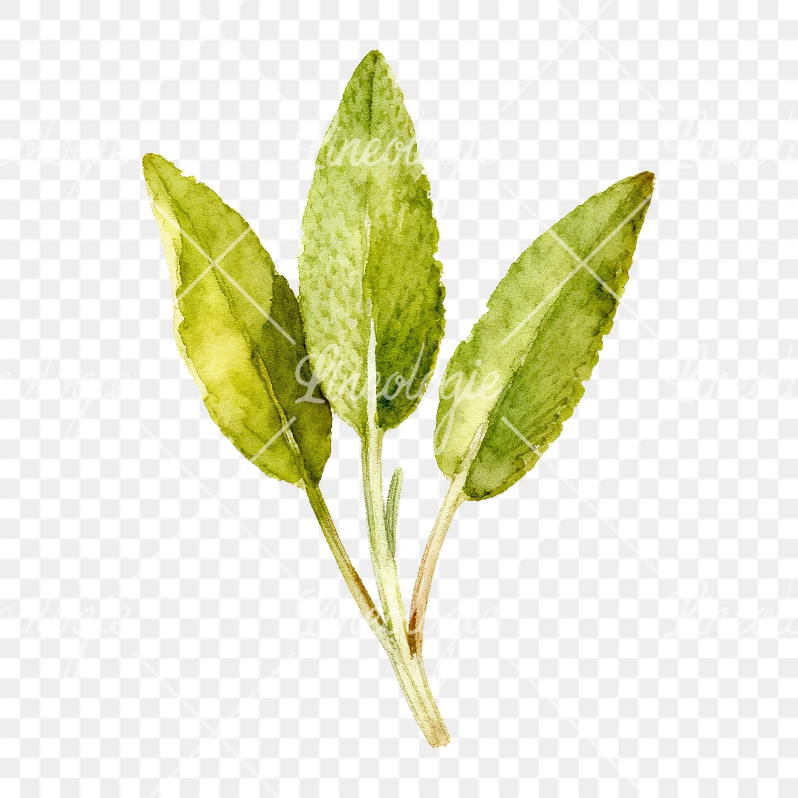 Watercolor grayscale and green sage leaf clipart 2 of 9 on a transparent background (PNG)