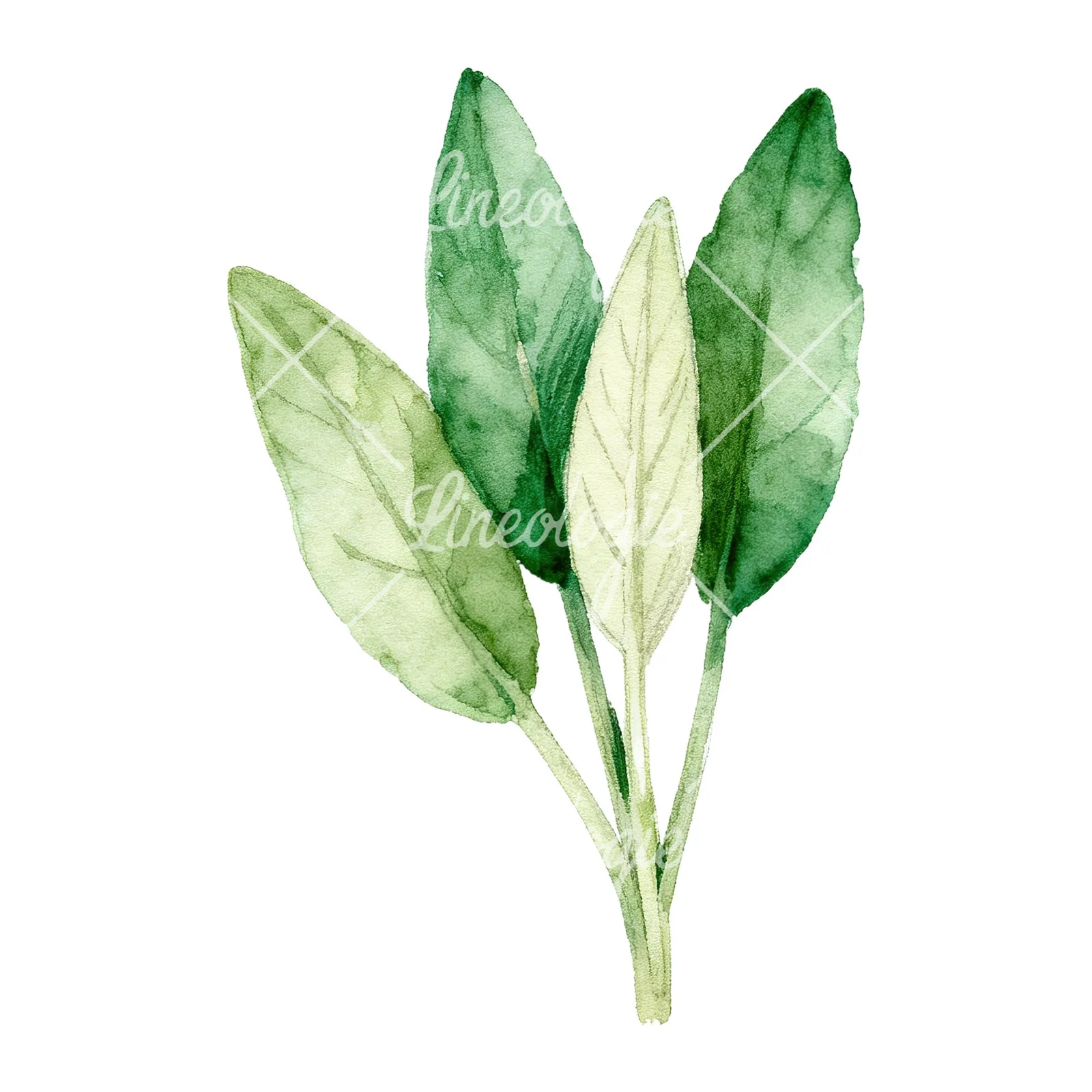 Watercolor grayscale and green sage leaf clipart 3 of 9 on a white background (JPG)