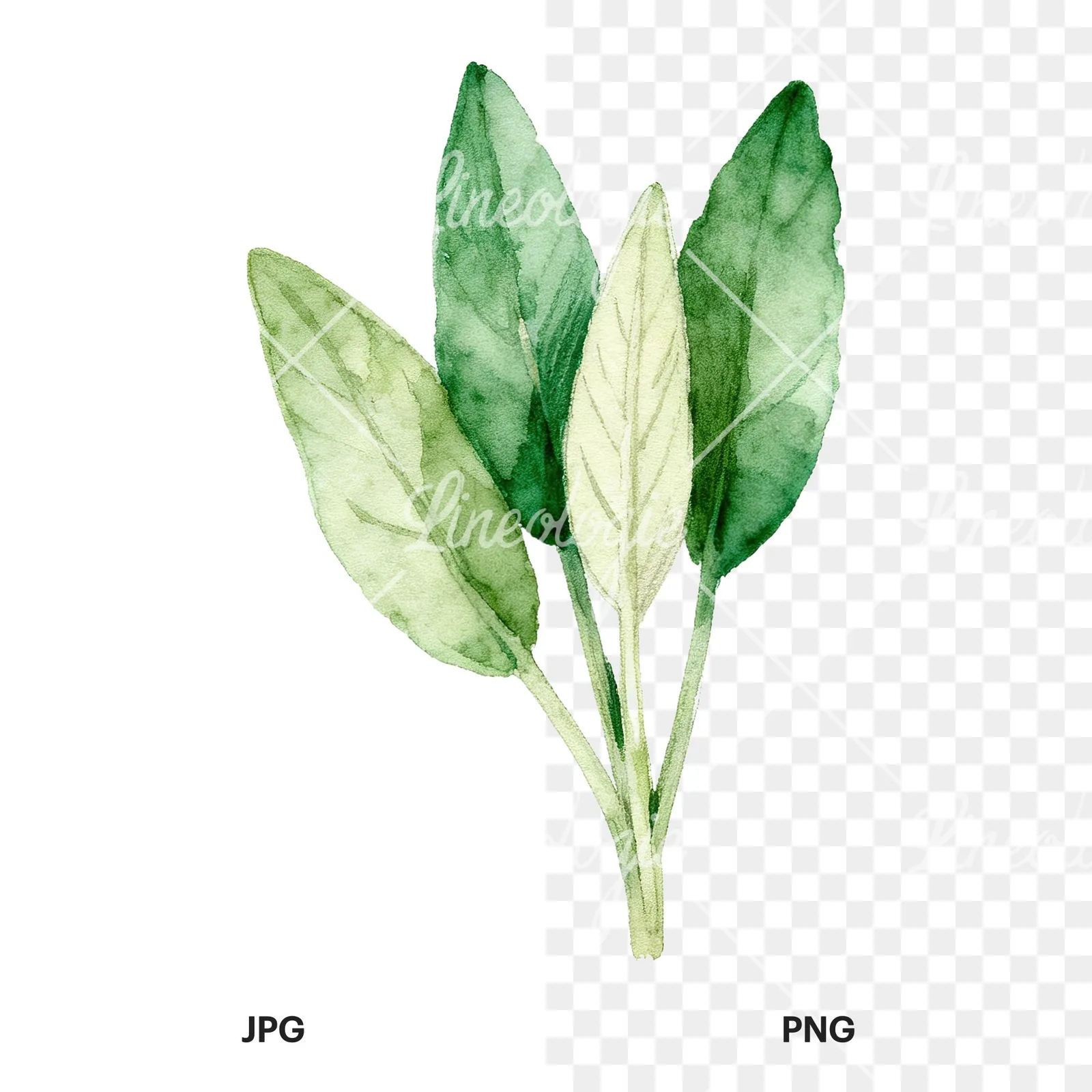 Watercolor grayscale and green sage leaf clipart 3 of 9, as a JPG on white and a transparent PNG