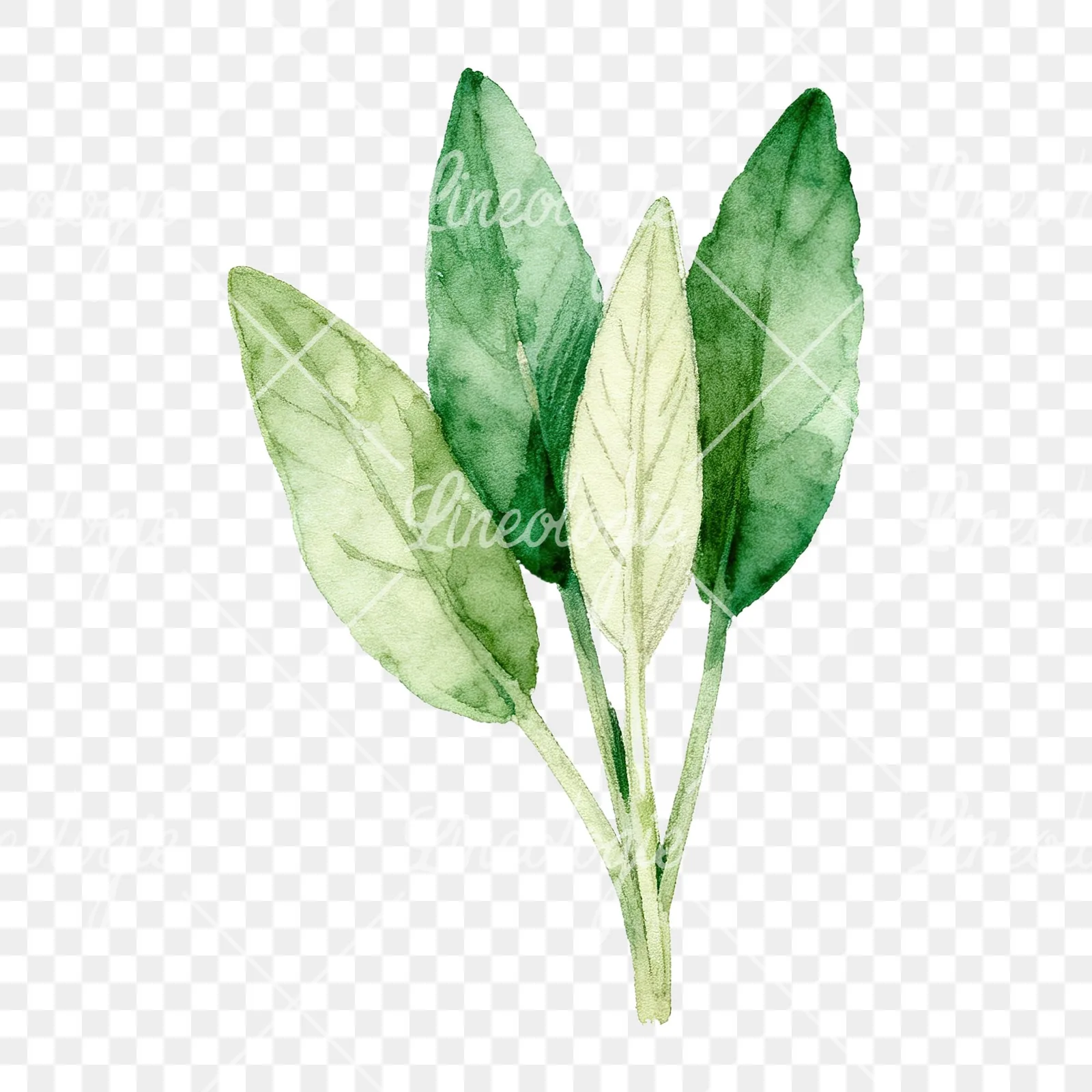Watercolor grayscale and green sage leaf clipart 3 of 9 on a transparent background (PNG)