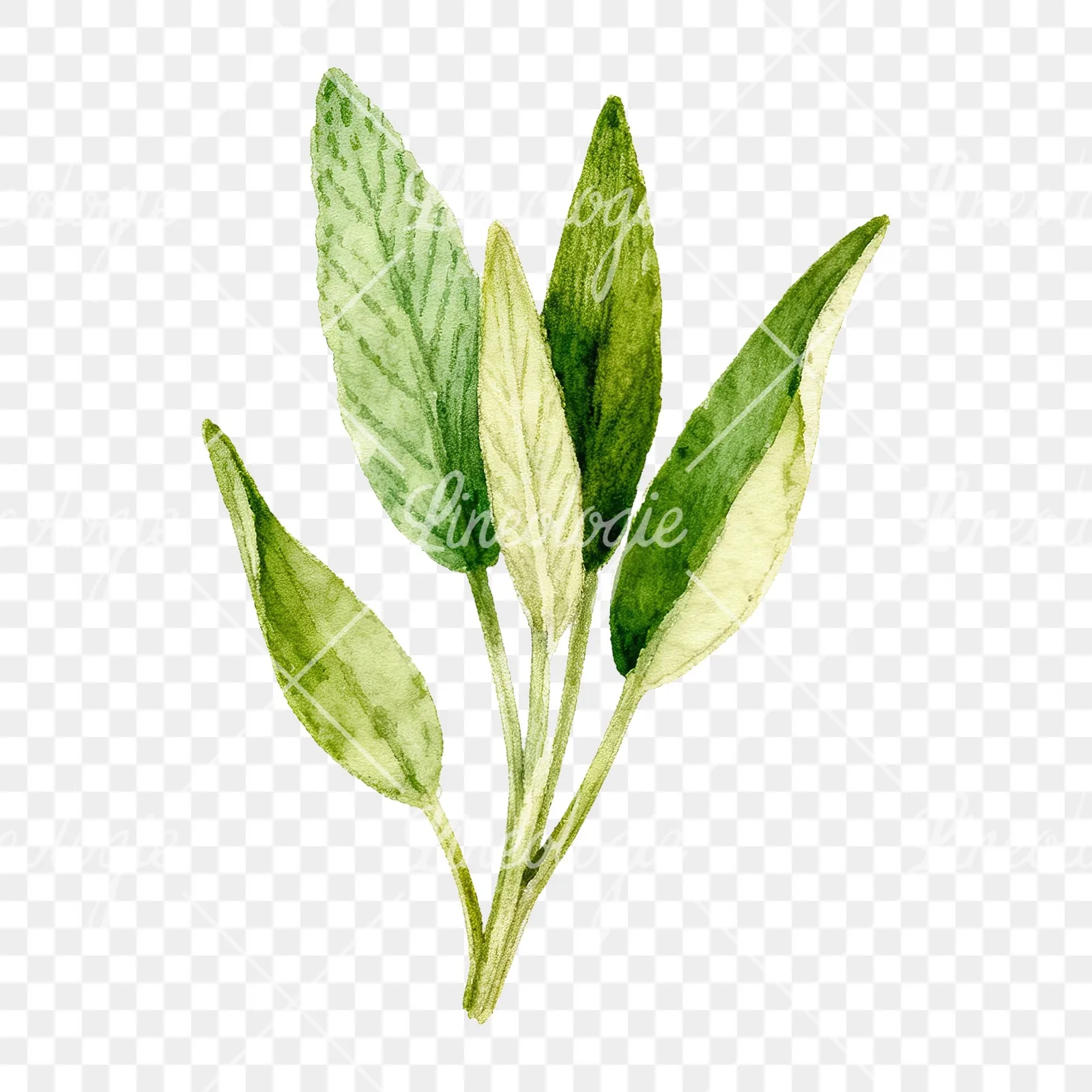 Watercolor grayscale and green sage leaf clipart 5 of 9 on a transparent background (PNG)