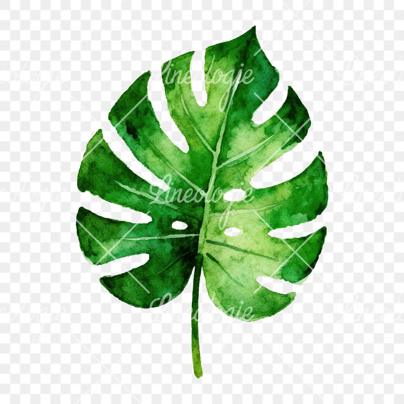 Watercolor tropical foliage clipart 2 of 9 on a transparent background (PNG)