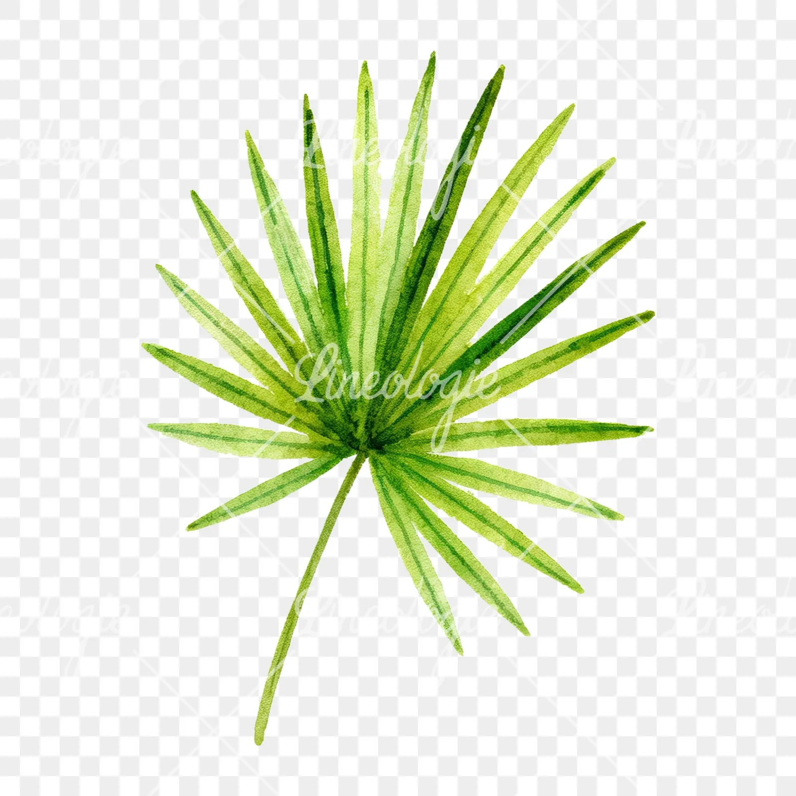 Watercolor tropical foliage clipart 3 of 9 on a transparent background (PNG)