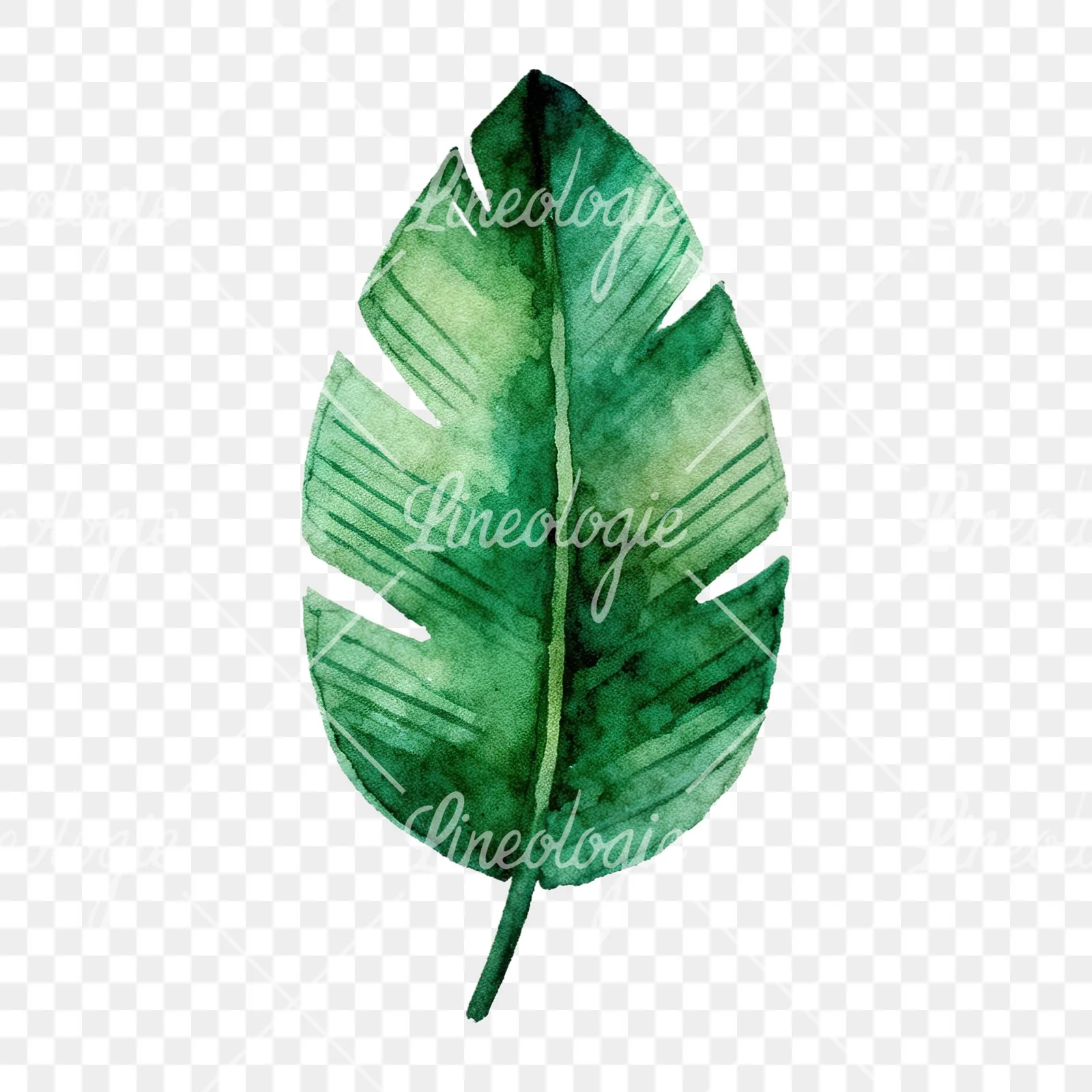 Watercolor tropical foliage clipart 6 of 9 on a transparent background (PNG)