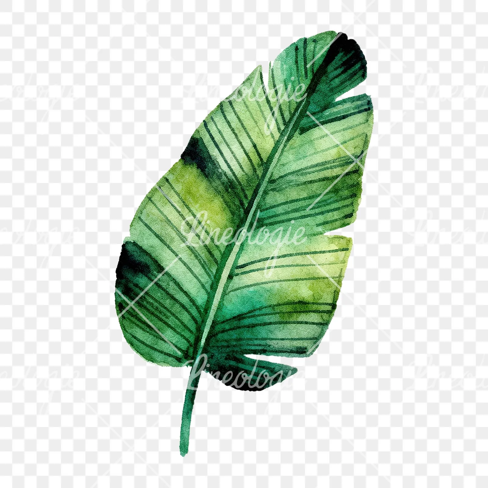 Watercolor tropical foliage clipart 7 of 9 on a transparent background (PNG)